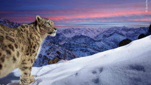 September’s Theme: Wildlife
